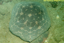 cushion star